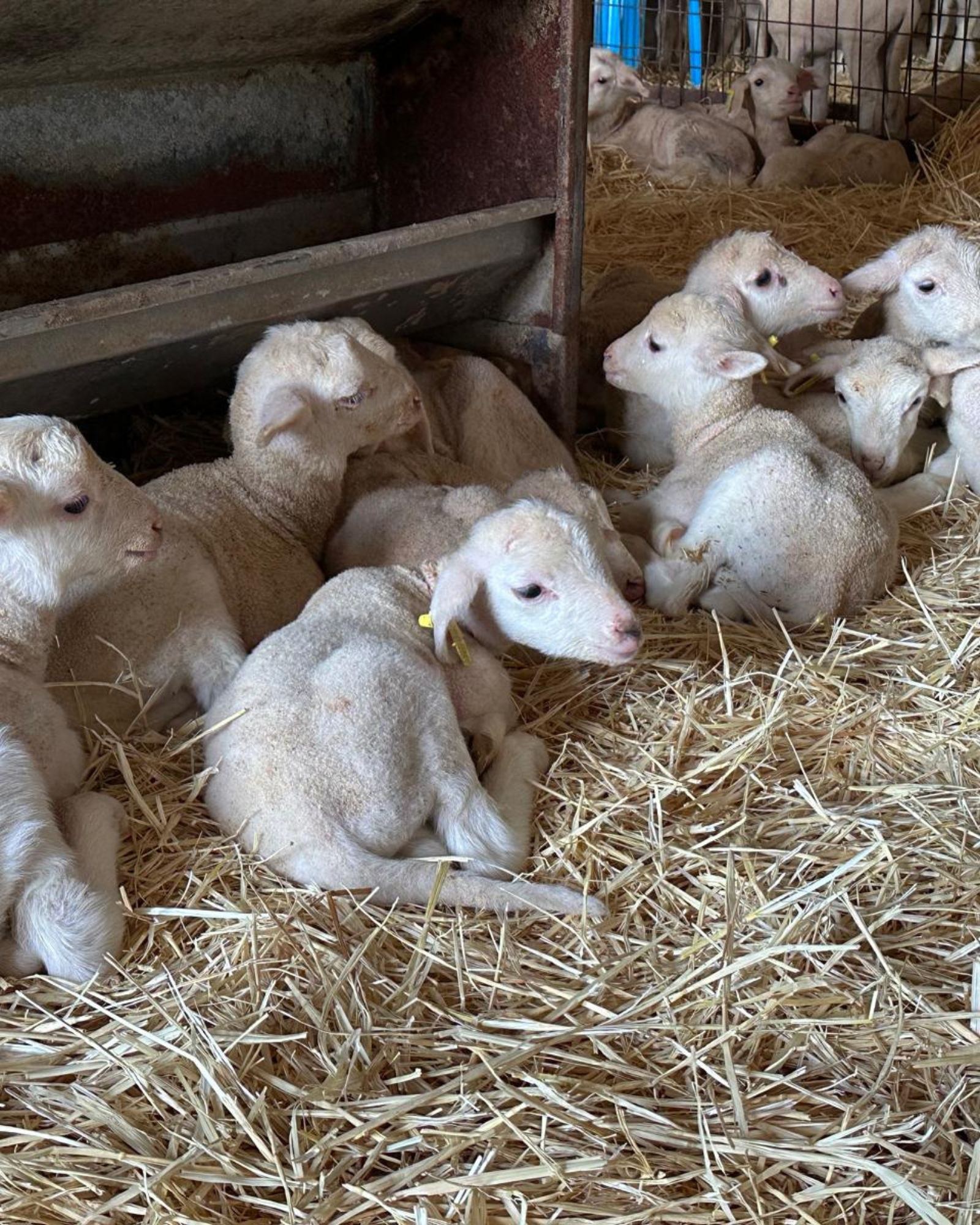 servicio a domicilio 8